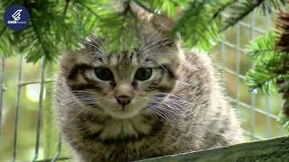 The Beautiful Scottish Wildcat