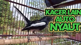 kacer gacor hitungan menit kacer bisu langsung nyaut