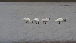 1041211宜蘭塭底黑面琵鷺