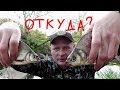 ЛОВЛЯ НА РУЧЕЙНИКА. ОТКУДА ЗДЕСЬ ТАКАЯ РЫБА?!