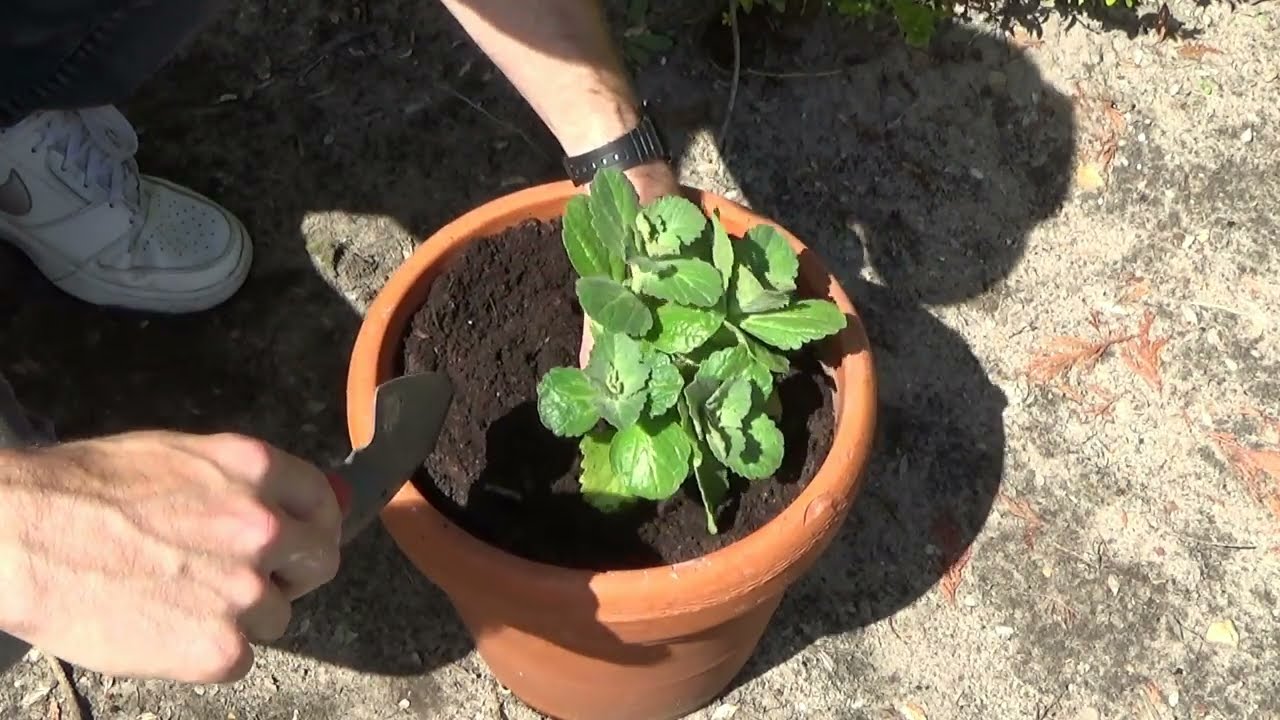 Coleus Canin Hilfe Gegen Katzenkot Im Garten Katzen Im Garten