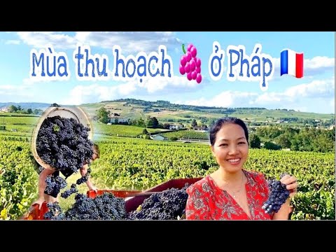 Video: Thu Hoạch Nho