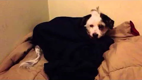 Sweet Pea the dog