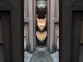夫婦揃って大ファンの志村けんサンの命日(3/29)追悼を込めて!鏡コント 真似た猫パート2   #shorts #猫#志村けん