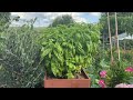 Les chroniques jardin de france bleu sud lorraine le basilic