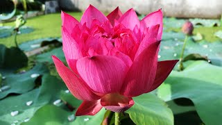 Growing red lotus for red lovers | grow lotus at home