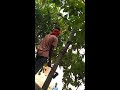 Almond Tree Cutting ! Please Anyone Come And Save The Tree🌲 Beautiful Almond Tree India 🇮🇳7746969000