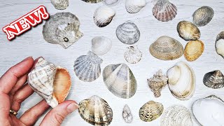 2 Very Easy Ideas to Make with Seashells! 😍👍