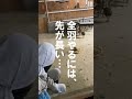 成長してきたヒナの首輪を緩めます。【美里オーストリッチファーム】#shorts