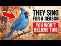 Why Birds Sing at These Hours