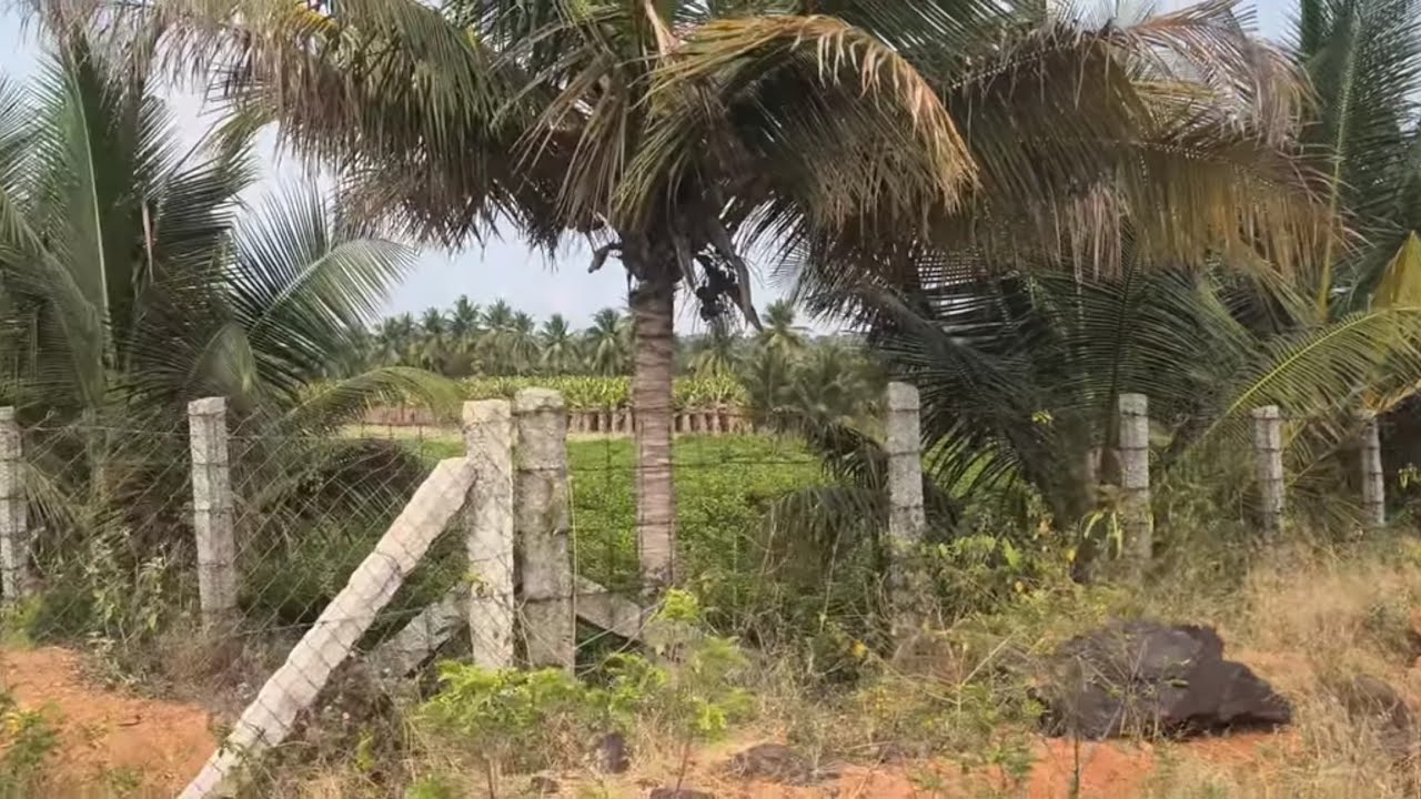 ஈரோடு(மா) சத்தி(வ)சத்திஅருகில் 8 ஏக்கர் காலி நிலம் விற்பனைக்கு  9585376767#agriculture#realeastate 