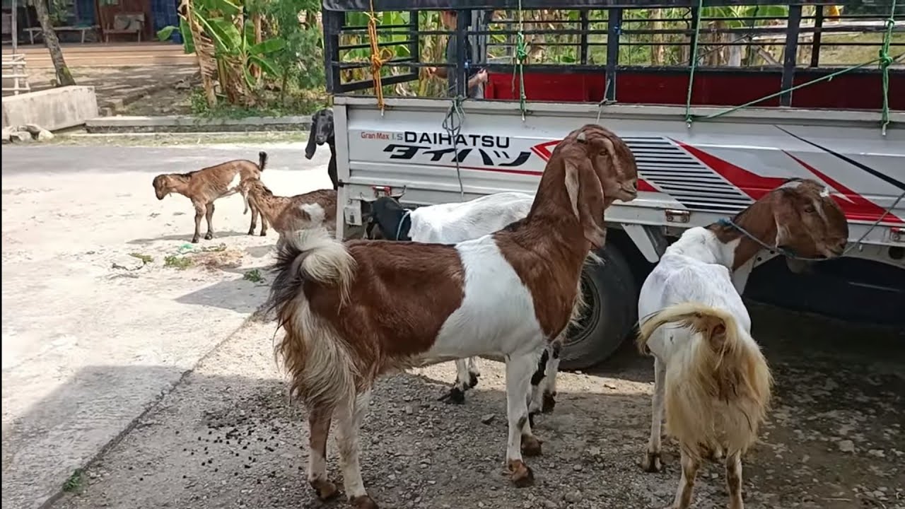Kambing Bligon Ekonomisan Siap Breeding - YouTube
