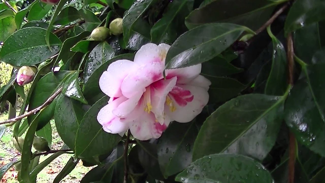 久留米つばき園２０１３