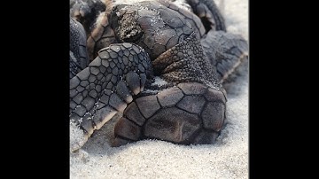 Loggerhead Boil on Jekyll Island