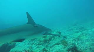 Swim along behind a reef shark in Key Largo at Molasses reef.