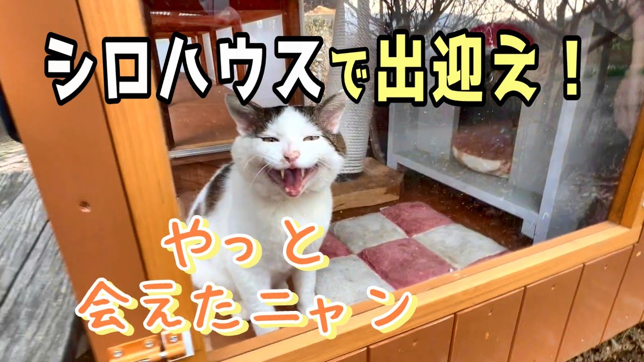 From a free-roaming cat to a house cat] Reunion after 5