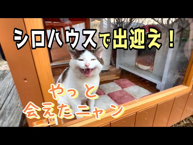 From a free-roaming cat to a house cat] Reunion after 5 months