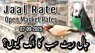 Jaal Rate 07-09-2025 | Birds Prices in Pakistan | Lalukhet Birds Market | Cheapest Birds Market