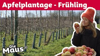 Wie werden Apfelbäume im Frühling geschützt? | Die Maus | WDR