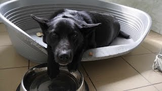 пытаемся спасти собаку, ее сбили машиной в Макеевке(может кто узнает ее и сообщит хозяевам, фотка в начале видео., 2016-04-11T20:53:58.000Z)