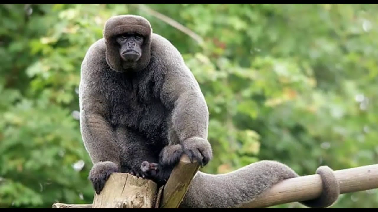 camera iphone 8 plus apk Woolly monkey Facts Interesting Facts about Woolly monkey Facts about Woolly monkey