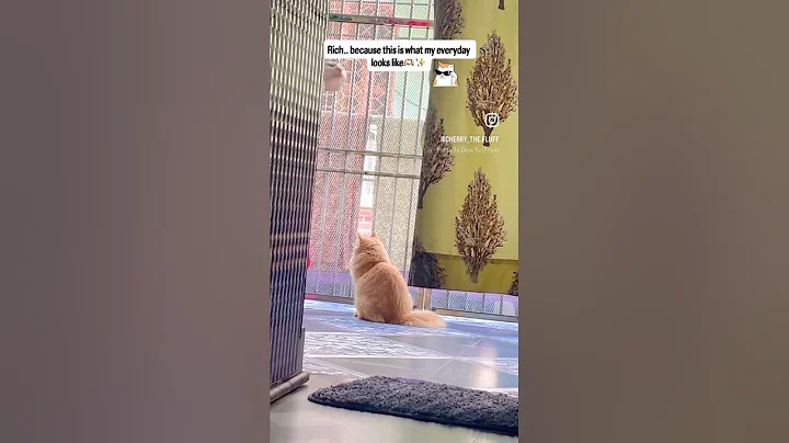 Video 11546361: fluffy persian cat, cat playing toys, kitten sleeping, cute cat, funny cat, baby cats, cat love