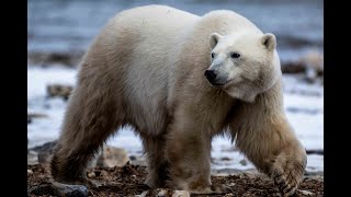 Want To Know What Its Like To Do A Polar Bear Photography Tour In Churchill Canada