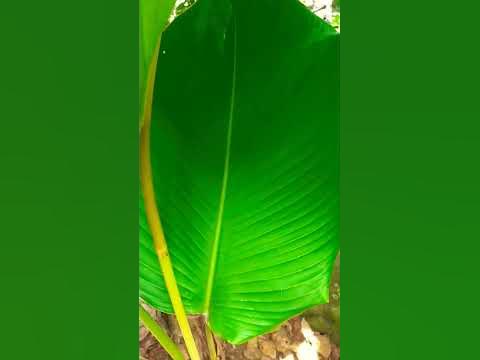 Hoja de bijao para hacer tamales - YouTube