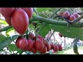 how to cultivate tamarillos plant / tomato fruit / cutting plant