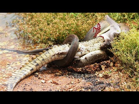 LIVE: anaconda vs crocodile-alligator vs python-animal fight real
