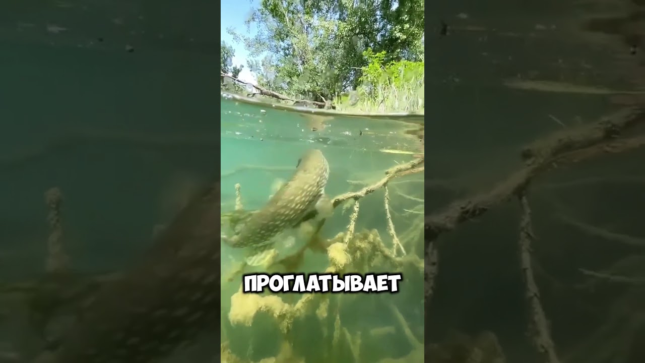Теперь понятно как щука клюет на червя