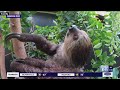 Berry the two-toed sloth seen hanging around the Oregon Zoo’s rainforest habitat