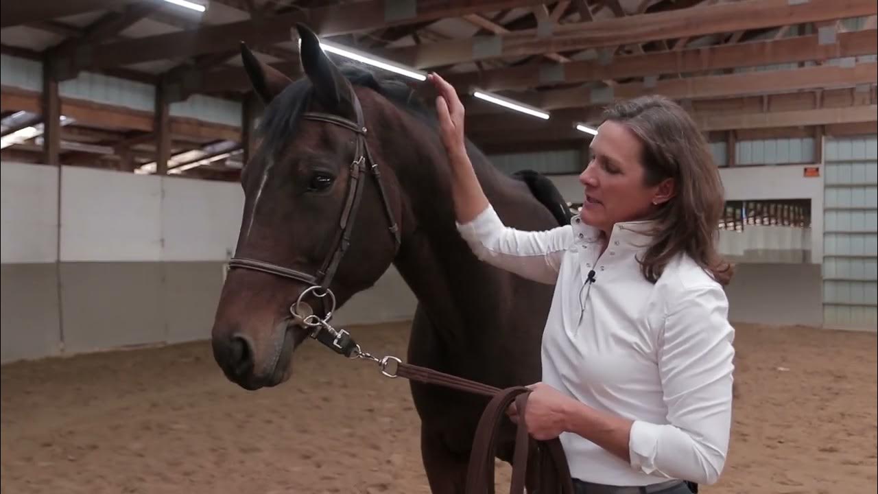 The Pessoa Lunging System A Comprehensive Guide to Improving Your