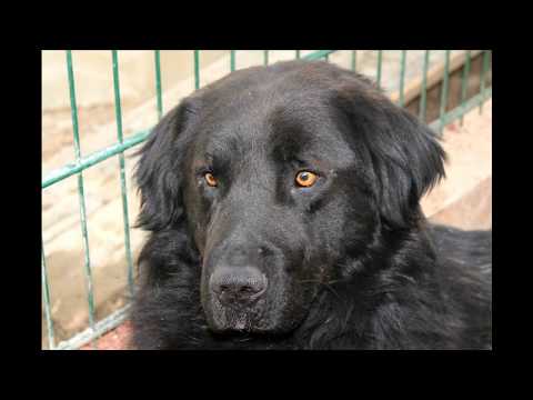 ზიგი ინვალიდის ეტლით