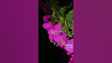 قران كريم #قران_كريم #اللهم_صل_وسلم_على_نبينا_محمد #quran #غزه_تباد