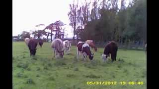 Mini DV D001 (MD80) Test Footage