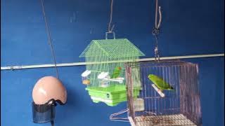 Suara pikat serindit sulawesi jantan 🦜| Masteran Burung serindit