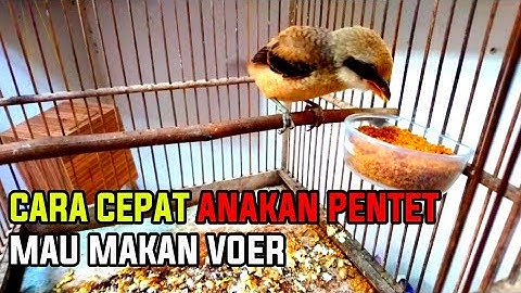CARA CEPAT MELATIH  ANAKAN PENTET SUPAYA MAKAN VOER  #cendetgacor #ananakancendet #cendettrotol