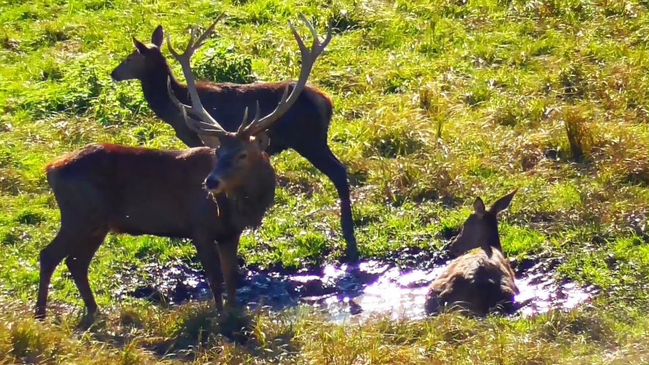 Beautiful Red deer and their bathroom YouTube