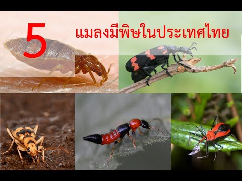 #อันตราย 5 แมลงพิษในประเทศไทยที่พบได้ทั่วไป