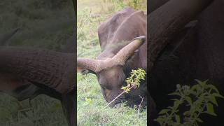 ketemu BANTENG TUA #shorts #viralshorts #wildlife #animals #bantengliar