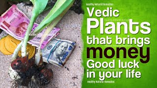 Vedic Plants that brings money in your life | Get rich, attract money and good luck