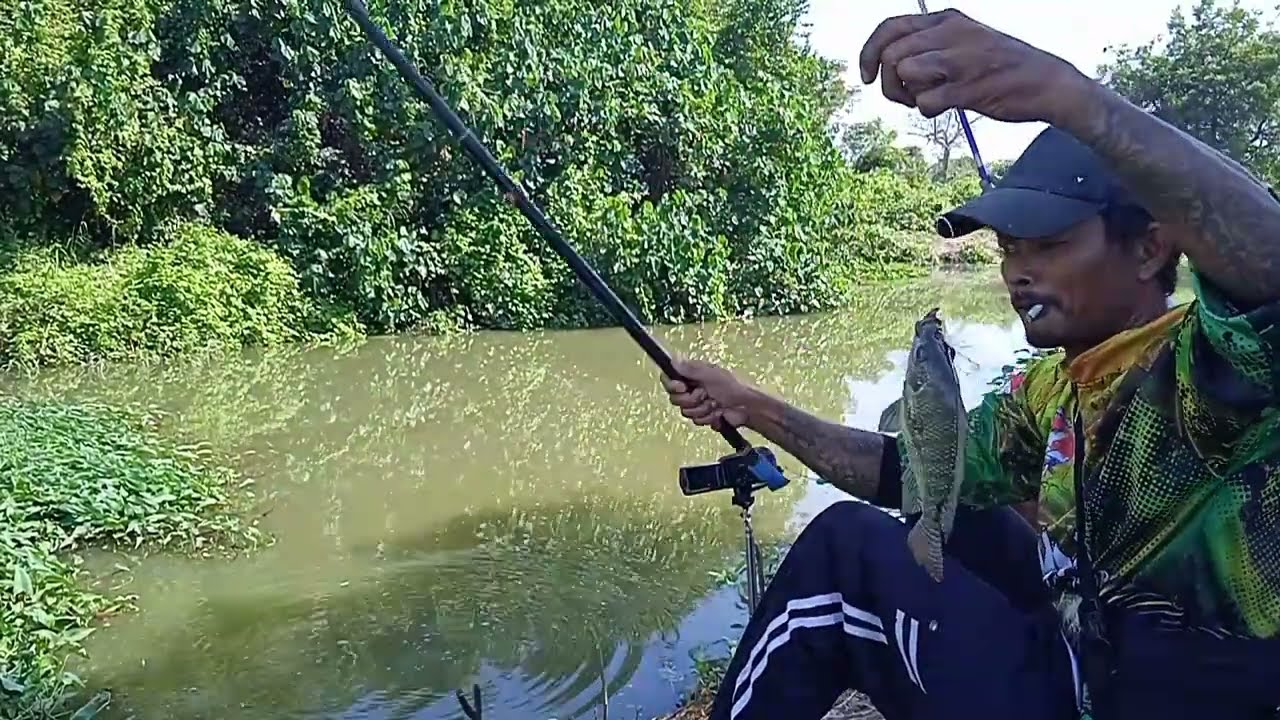 selamatkan nila babon dari sungai memabukkan