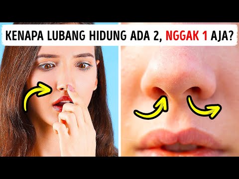 Video: Apakah hiu punya lubang hidung?