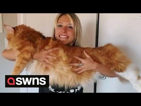 Giant cat has grown so big it is now 1.3 meters long - the average height of a 9-year-old | SWNS