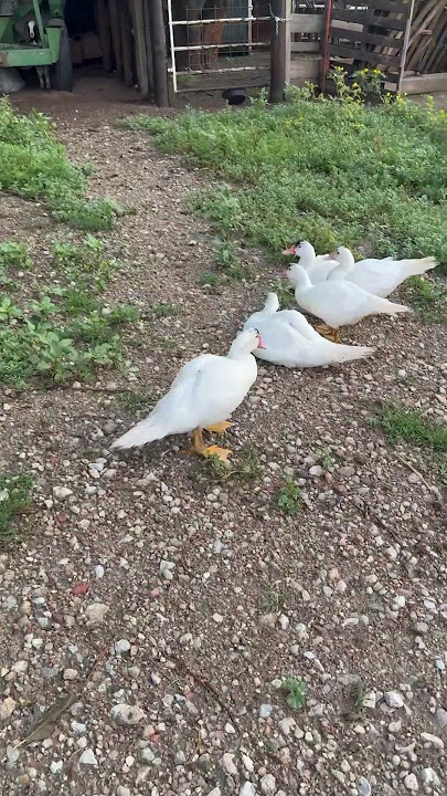 Quacky! 😂