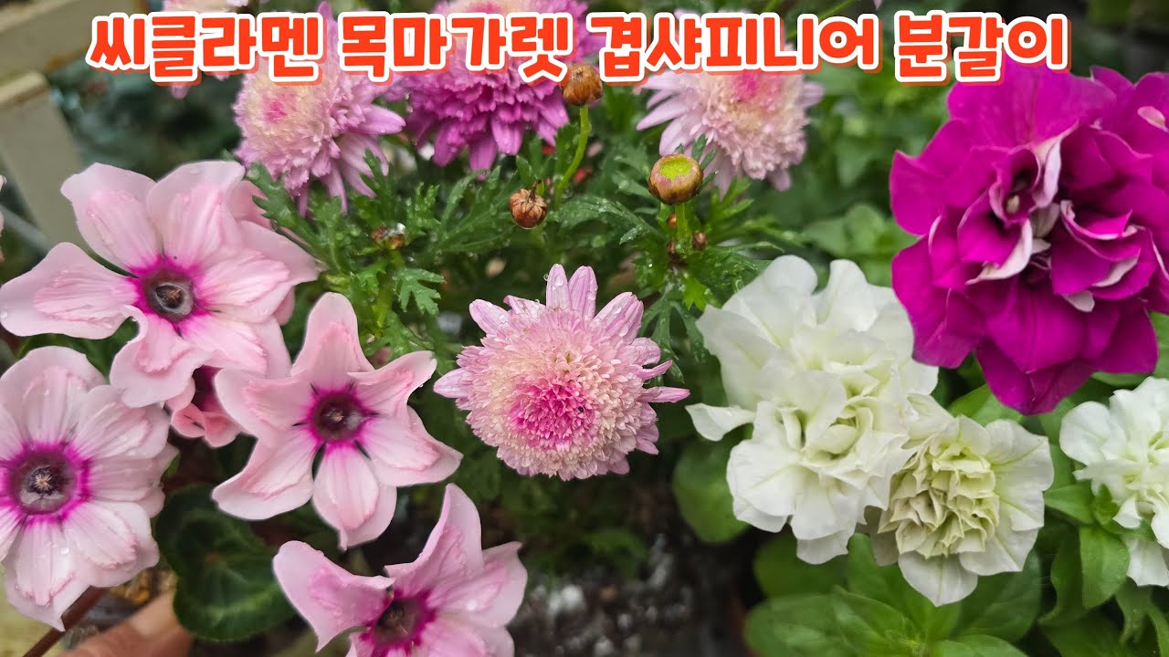 #겹샤피니어 #목마가렛 #씨클라멘 #분갈이 #키우기
