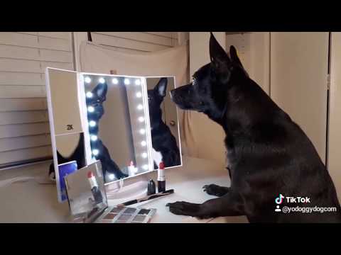 Dog Affirms He's Beautiful: Funny Dog in Starring at Himself in Mirror