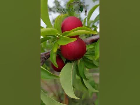 Лучшие сорта сливы для Сибири! Кедр-Сад - YouTube