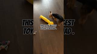 New Toy Day For My Yorkie + The Biggest + Drake Do Not Disturb